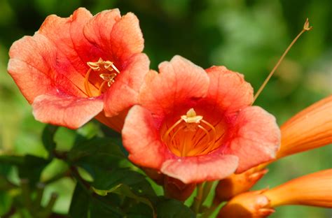 trumpet vine flower