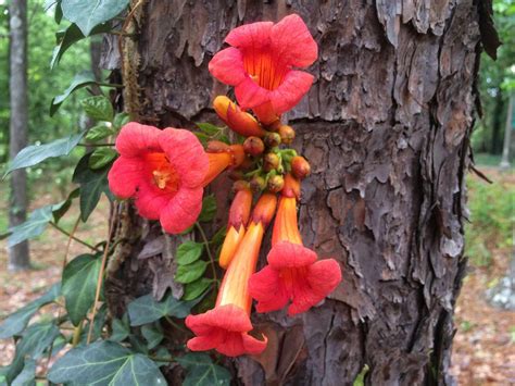 trumpet vine harmful to dogs