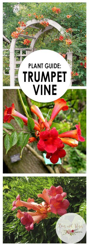 trumpet vine planting instructions