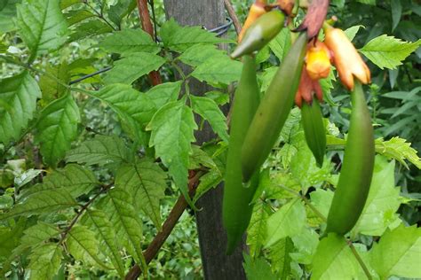 trumpet vine seeds how to collect