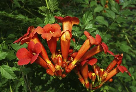 trumpet vine toxic to dogs