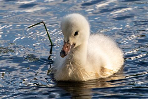 trumpeter swan cygnet facts