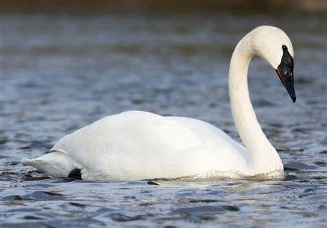 trumpeter swan identification