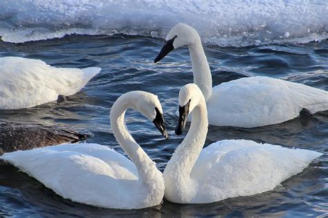 trumpeter swan migration habits