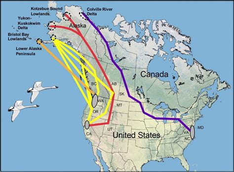 trumpeter swan migration route