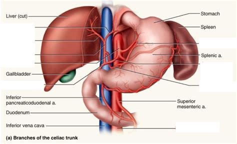Trunk Artery Definition