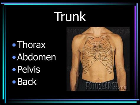 Trunk Definition Body