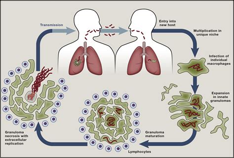 tuberculosis mechanism of action