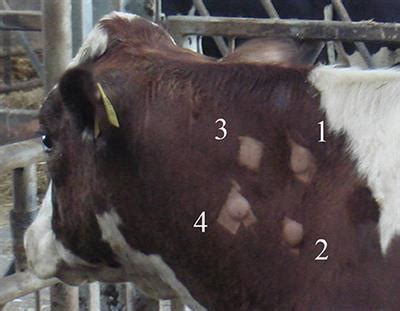 tuberculosis symptoms in cattle