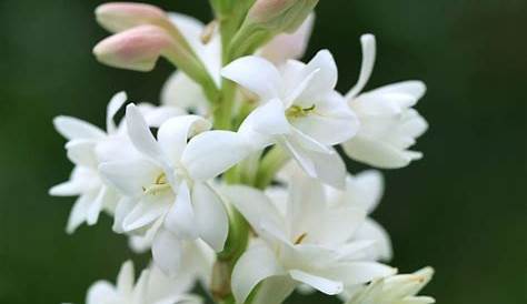 Tuberose Bulbs View Specifications Details By Bhargab Company