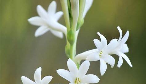 Tuberose Flowers Growing Fragrant s From Bulbs