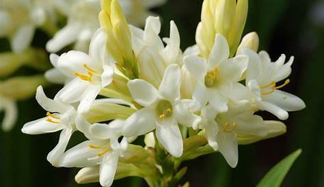 Tuberose Meaning An Extensive Cluster Of Different Types Of Flowers With