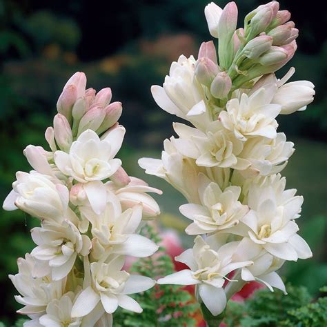 Tuberose Height