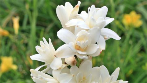 Tuberose Zone 7