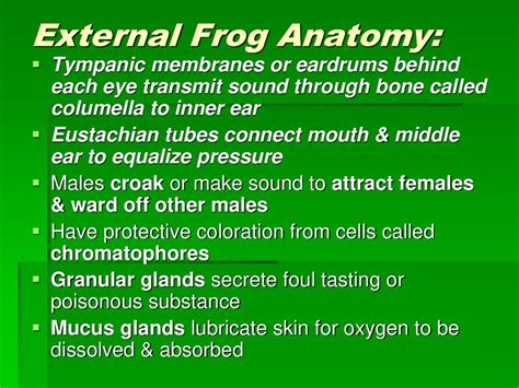 Tubes That Equalize Pressure To The Eardrum In A Frog