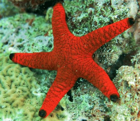 tudo sobre a estrela do mar