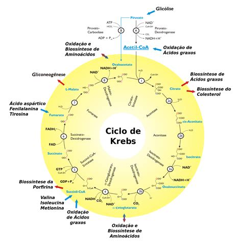 tudo sobre o ciclo de krebs