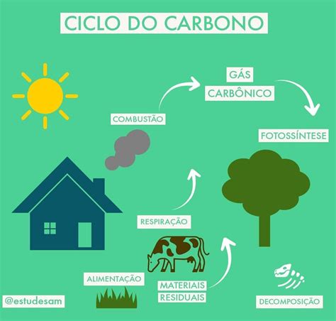 tudo sobre o ciclo do carbono