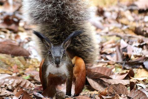 tufted ground squirrel predators