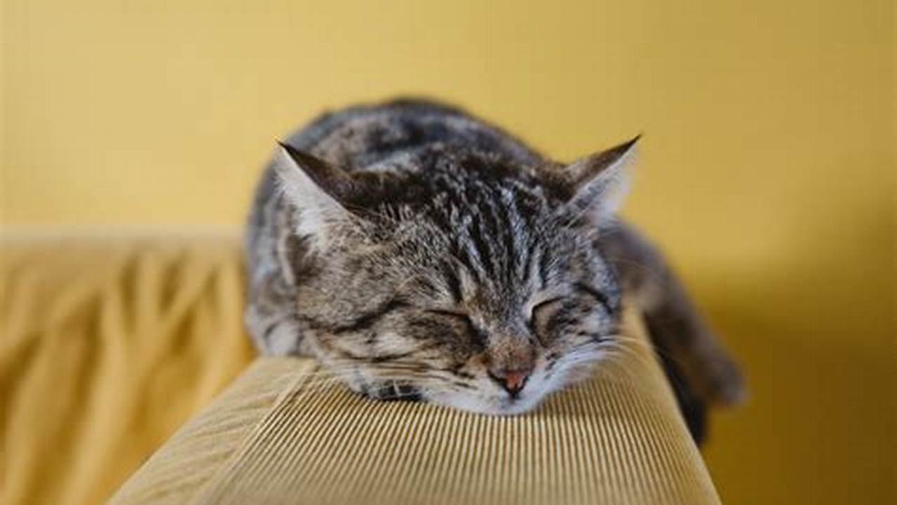 Rahasia Tujuan Hidup Kucing Terungkap: Panduan Menuju Kebahagiaan Kucing