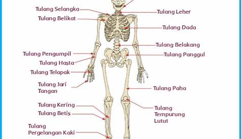 Contoh Soal, Jawaban, dan Pembahasan Fungsi Tulang dan Rangka Manusia