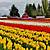 tulip farm pictures
