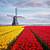 tulip festival holland 2023