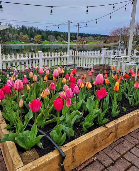 Tulip Bed Meaning