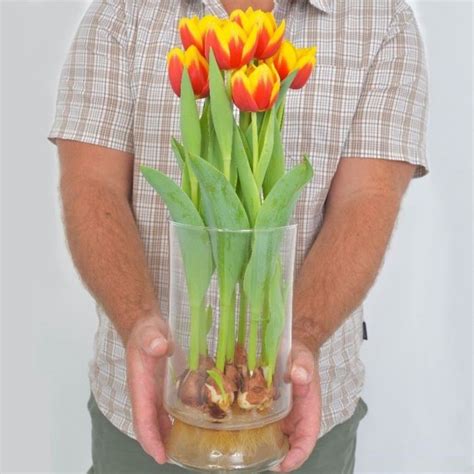 tulip bulbs in glass vase for sale