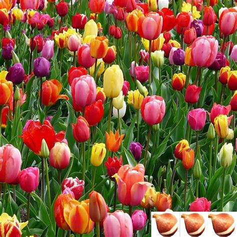 Tulip Bulbs On Amazon