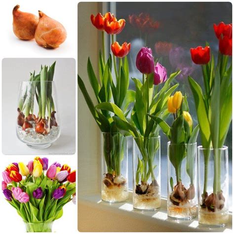 Tulip Bulbs Vase