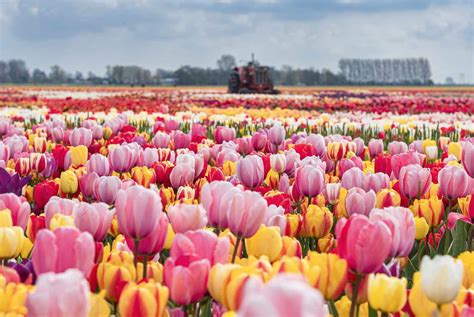 tulip field