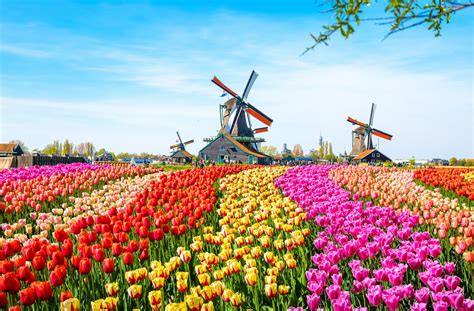 tulip fields Netherlands