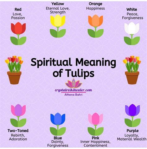 Tulip Meaning Easy