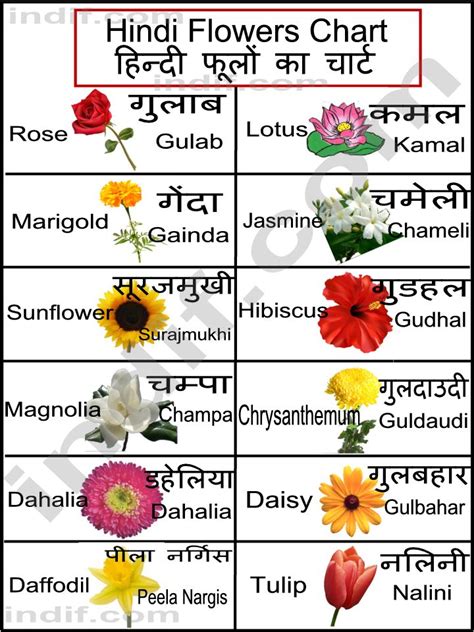 Tulip Meaning In Hindi Flowers Name