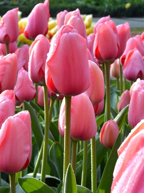 Discover the Charm of Tulip Pink: A Trendy and Elegant Hue