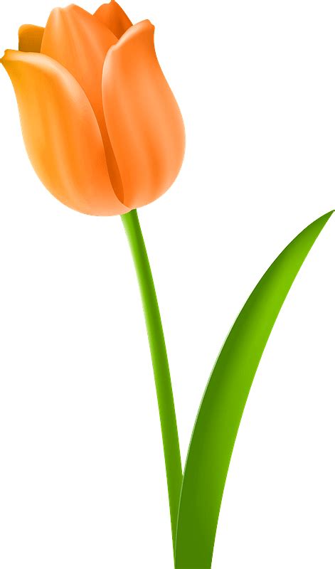 Tulip Stem Clipart