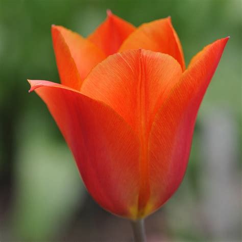 tulip veronique sanson