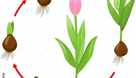 Tulipa, conhecida como uma das flores símbolo da Holanda