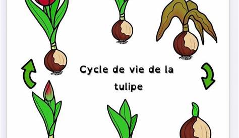 Cycle De Croissance D'une Usine De Tulipe D'isolement Sur Un Fond Blanc