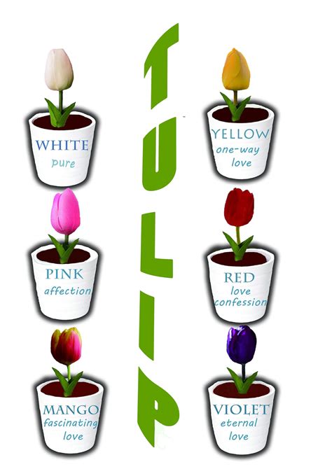 Tulip Color Guide Tulip colors, Flower identification, Canna flower