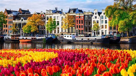 Tulips Amsterdam Visit