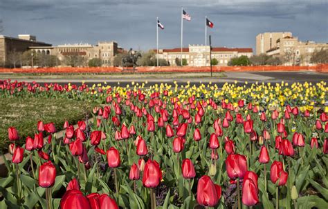 Tulips At Texas Tech