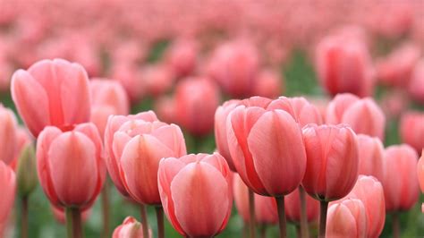 Tulips Background Hd