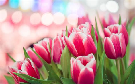 Tulips Background Pink