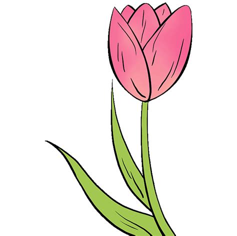 Tulips Drawing Ig