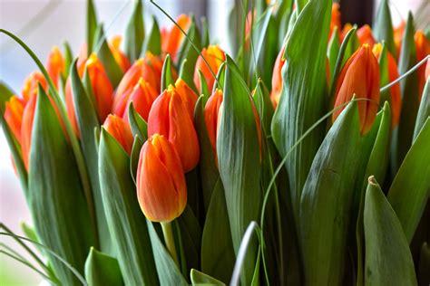 Tulips In Background