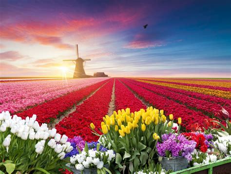 Tulips Of Amsterdam Fields
