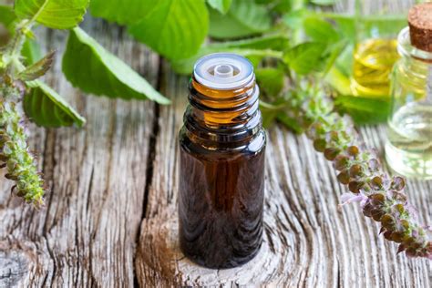 Tulsi Basil Essential Oil