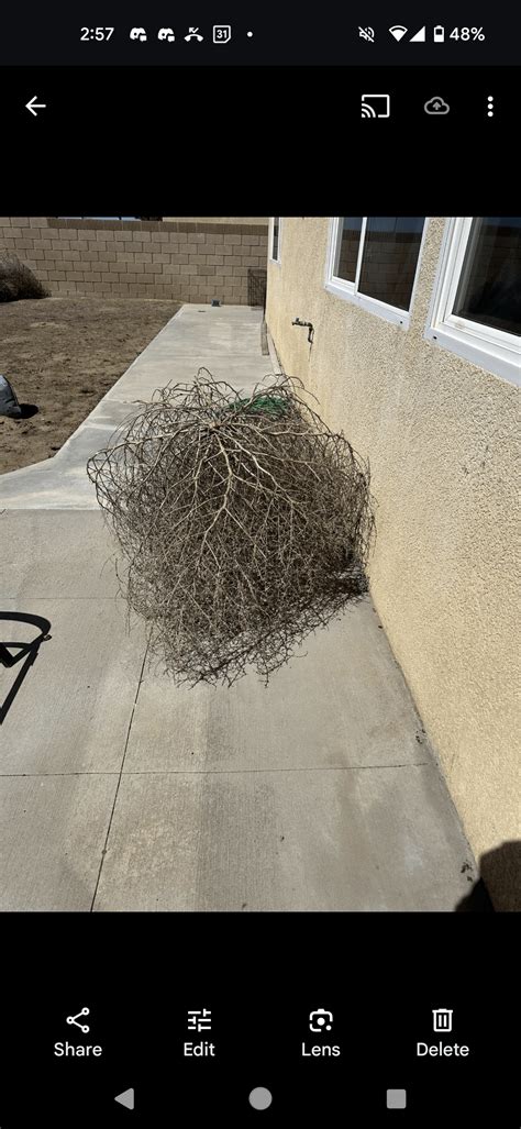 Tumbleweed Fire Starter Diy